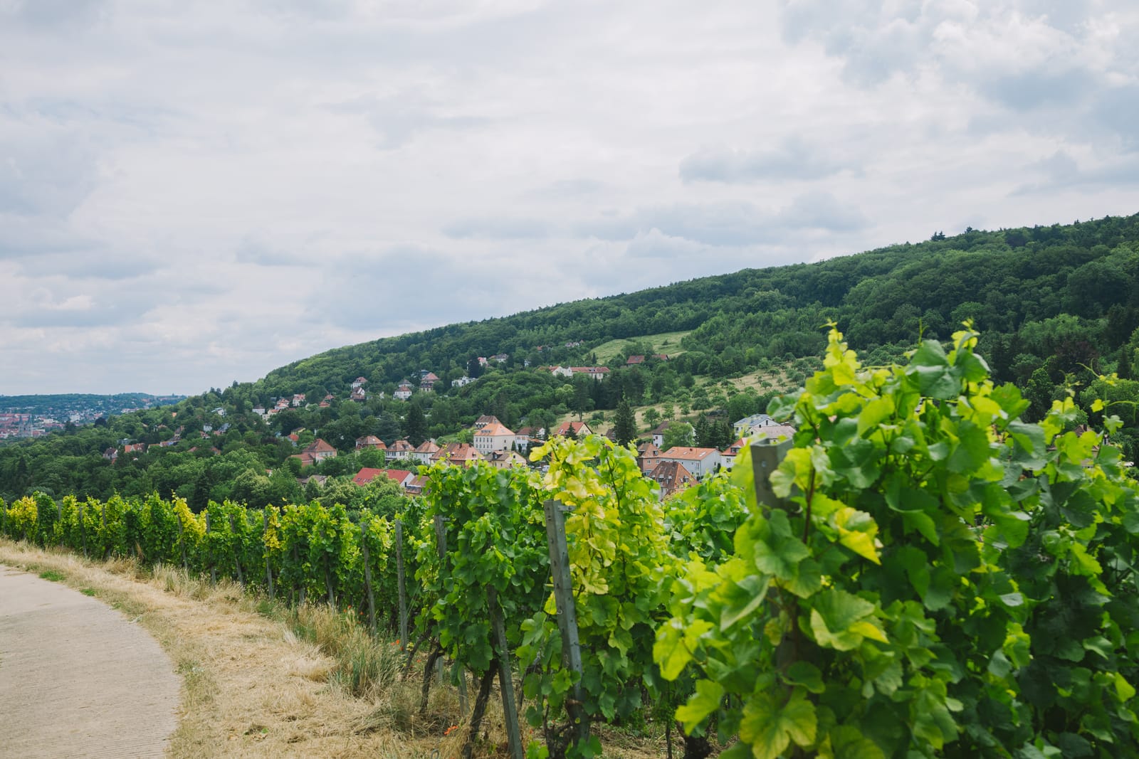 Weinberge an den Hängen bei Würzburg mit Blick über Reben und Ortschaften