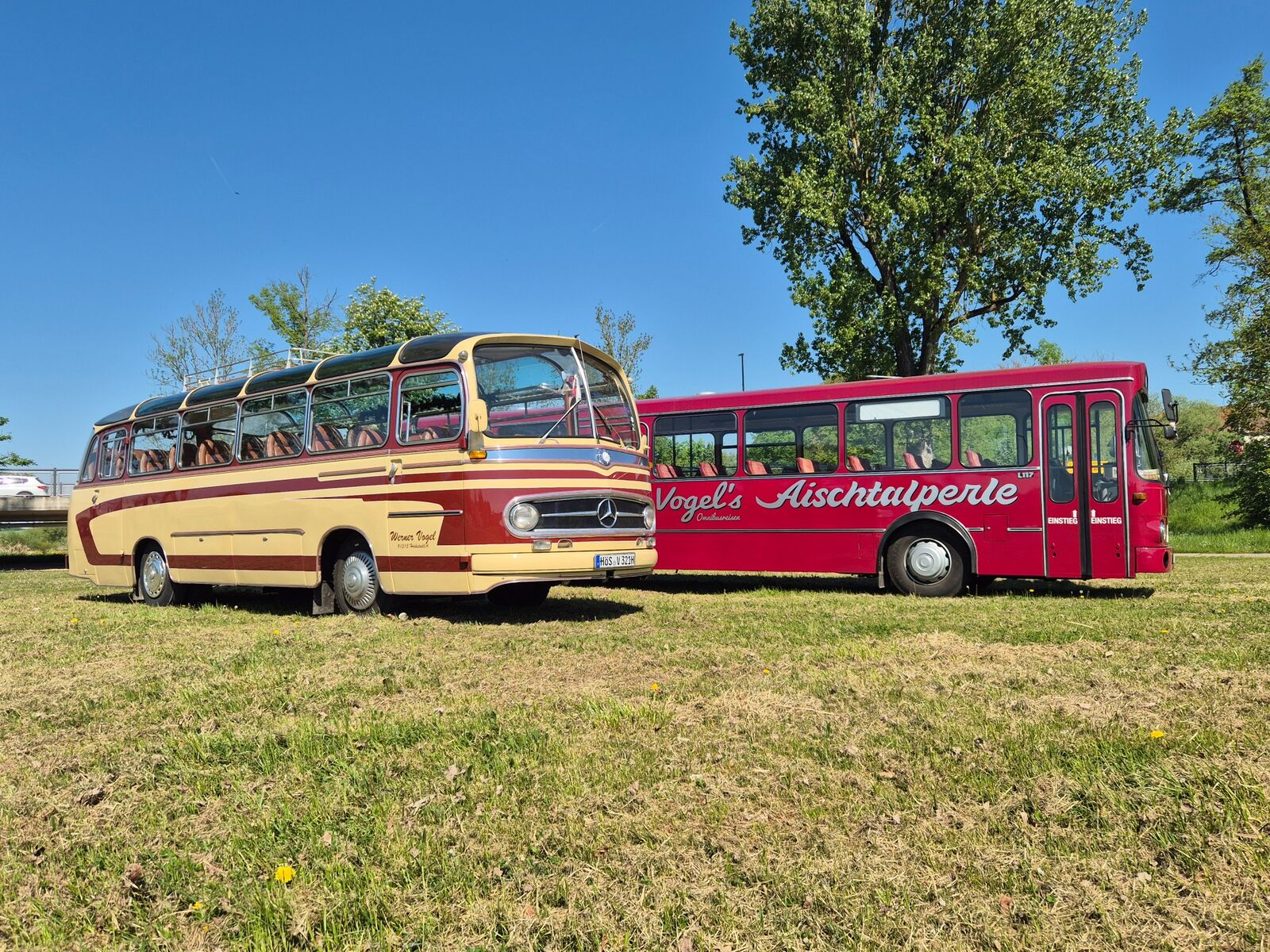 Zwei Oldtimer-Busse von Vogel auf einer Wiese: Mercedes O321 und die rote „Aischtalperle"